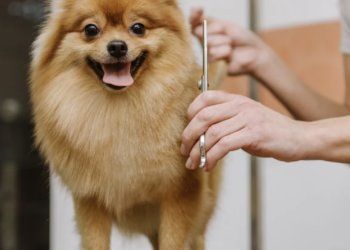 Pet Suites Opens Westfield Location